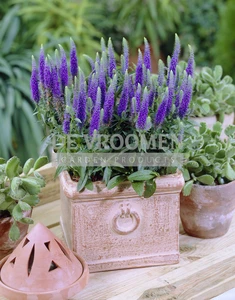 Veronica Ulster Dwarf Blue