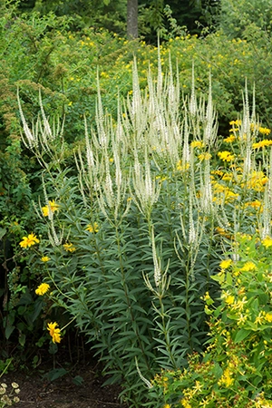 Veronicastrum Album