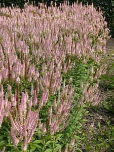 Veronicastrum Challenger