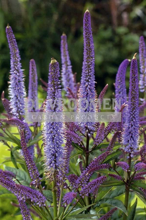 Veronicastrum Cupid