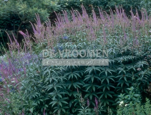 Veronicastrum Fascination