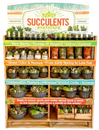 Western Succulent Collection | 221 Pce - image 1