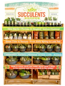 Western Succulent Collection | 221 Pce