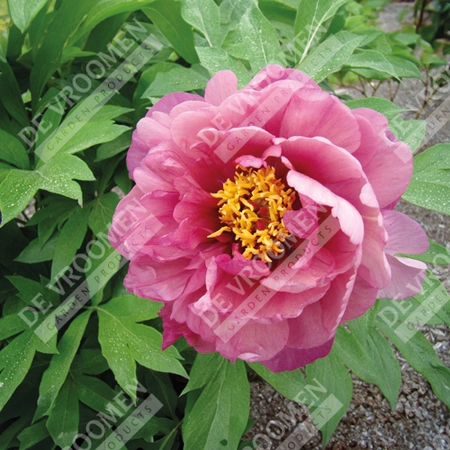 Paeonia Yankee Doodle Dandy | 5 pce